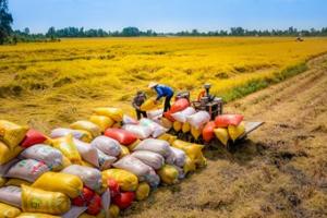 Xuất khẩu gạo tiếp đà bứt phá