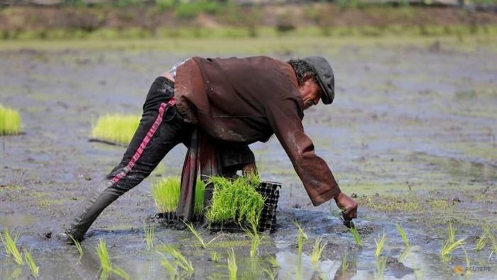 Thái Lan và Việt Nam hợp tác để nâng giá gạo trên thị trường toàn cầu?