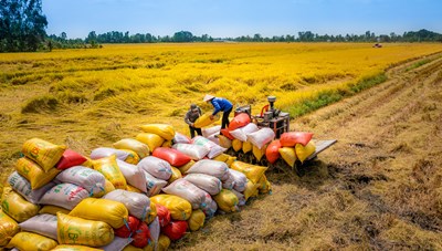 Xuất khẩu gạo tiếp đà bứt phá
