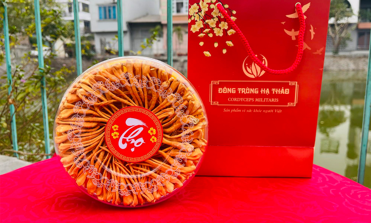 Giá đông trùng hạ thảo bao nhiêu tiền? Mua đông trùng hạ thảo Việt chính hãng ở đâu tốt?